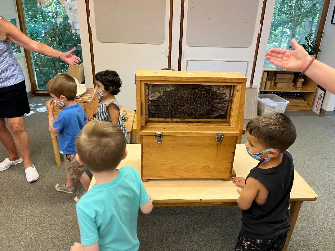Observation hive. Find the Queen.