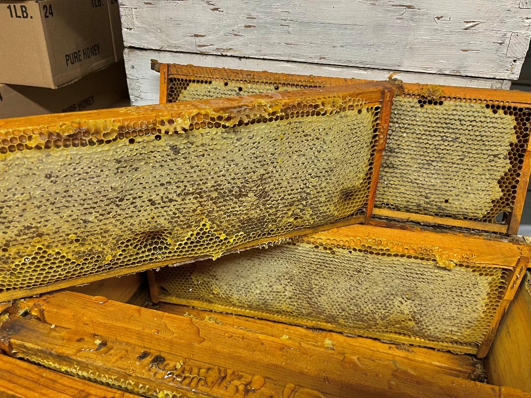 Honey harvest.  Capped frames of honey