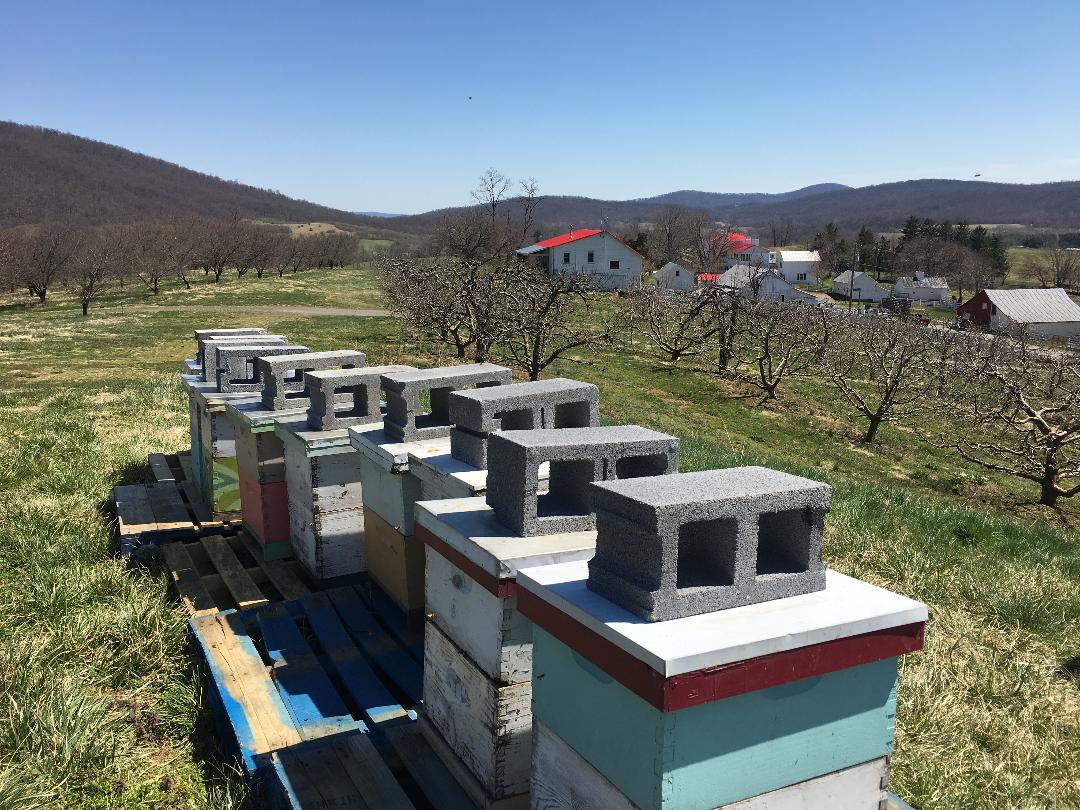 Apiary at Hartland Orchard - Markham, VA