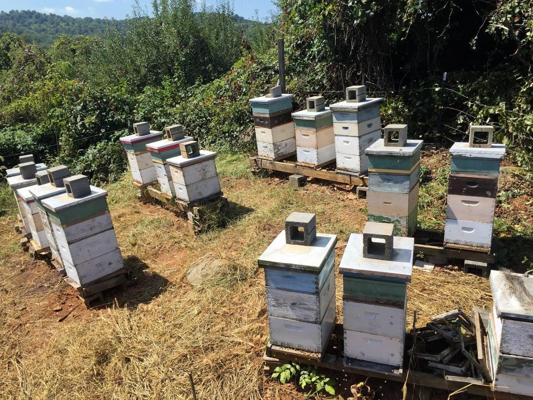 Apiary at Big Rock - Stribling Orchard, Markham, VA