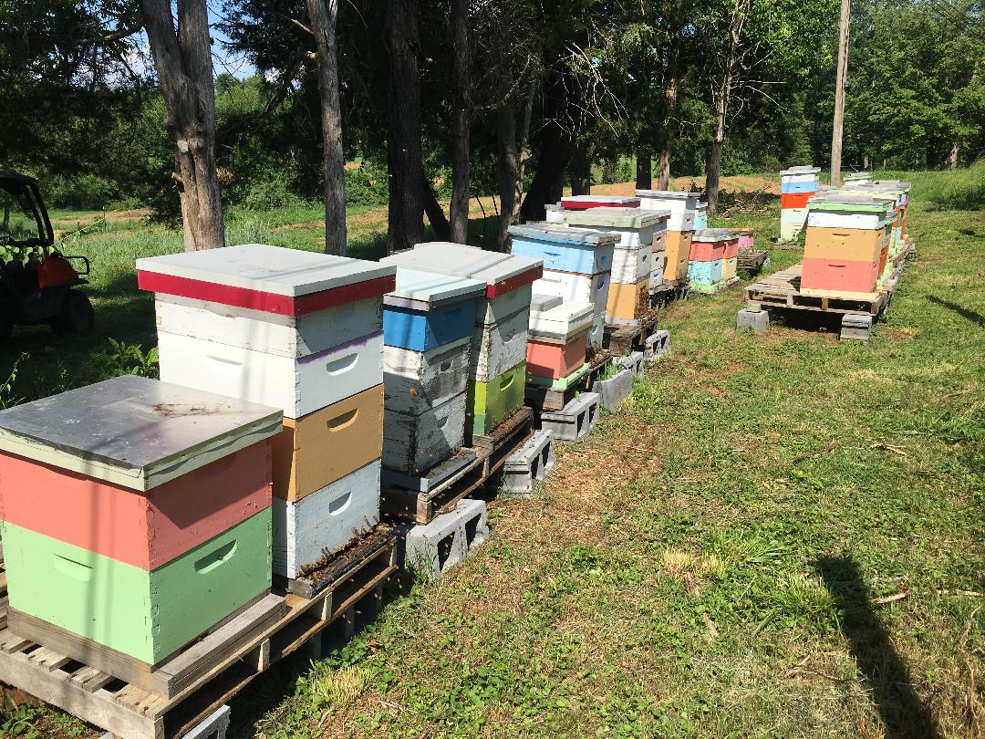 Apiary at Whitehall Farm - Fairfax, VA